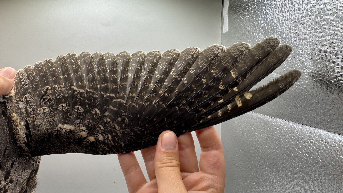 Өрнийн эргүүбор - ML639700546