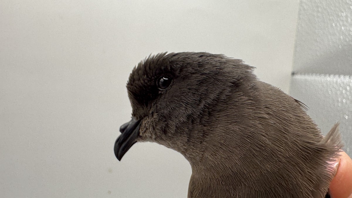 European Storm-Petrel - ML639700555