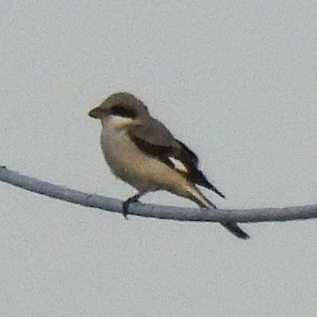 Lesser Gray Shrike - ML639700602