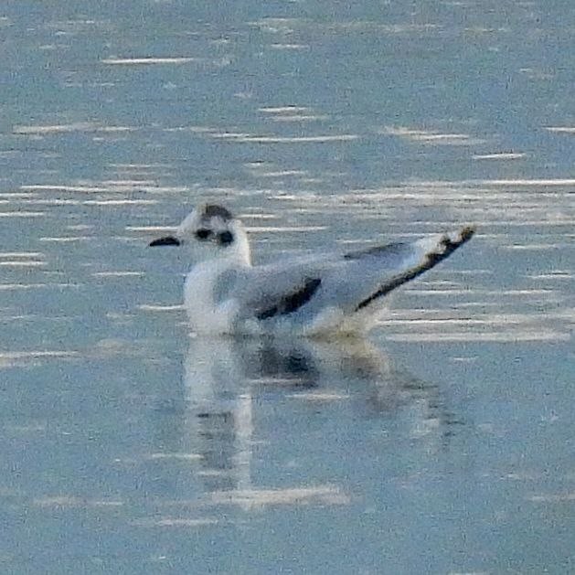 ヒメカモメ - ML639700611