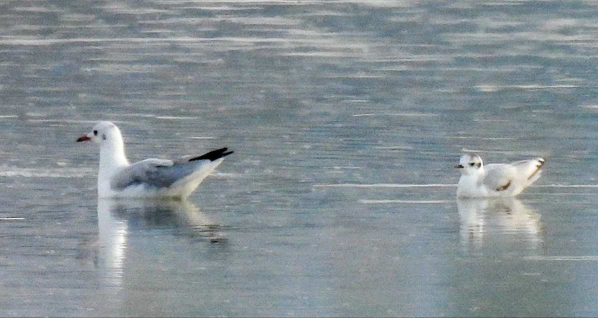 ヒメカモメ - ML639700612