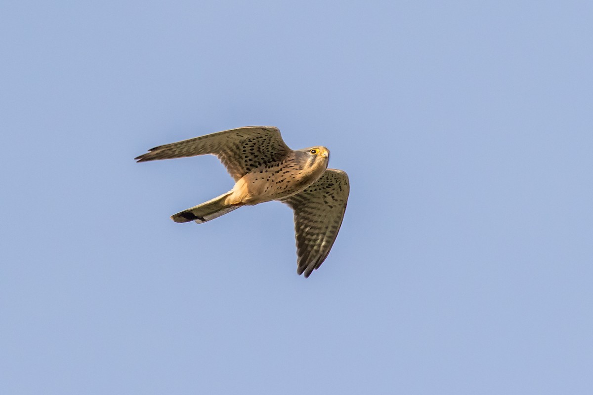 Eurasian Kestrel - ML639700700