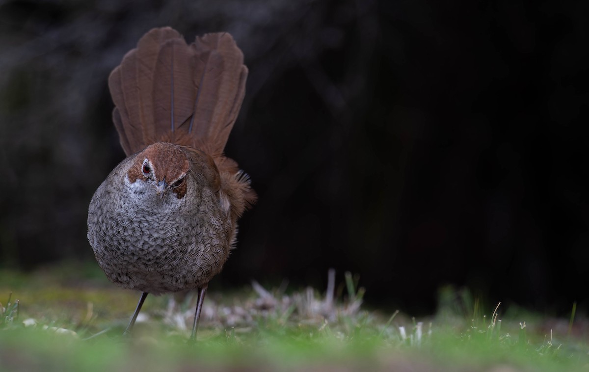 Rufous Bristlebird - ML639700702