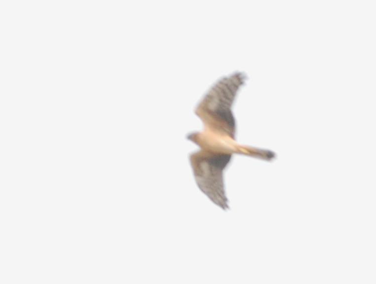 Pallid Harrier - ML639700712