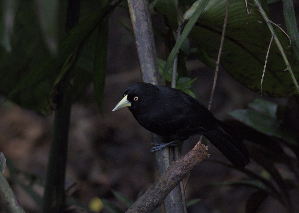 Yellow-billed Cacique - ML639700720