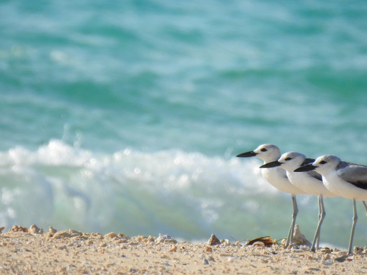 Crab-Plover - ML639700786
