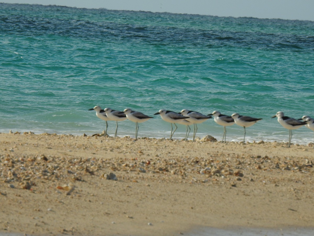 Crab-Plover - ML639700788