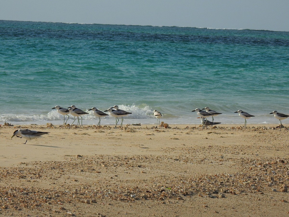 Crab-Plover - ML639700795