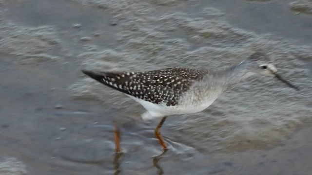 Greater Yellowlegs - ML639700803