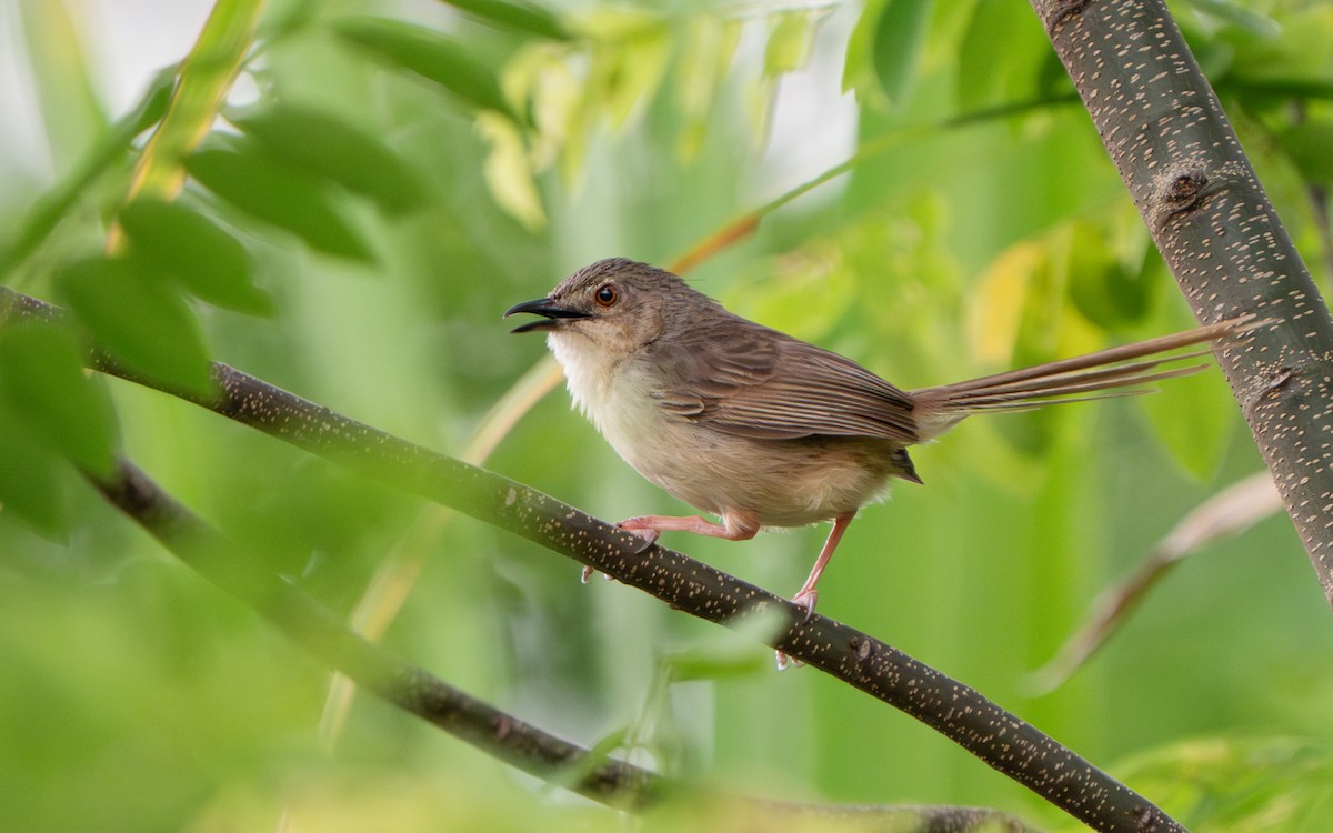 Annam Prinia - ML639700848