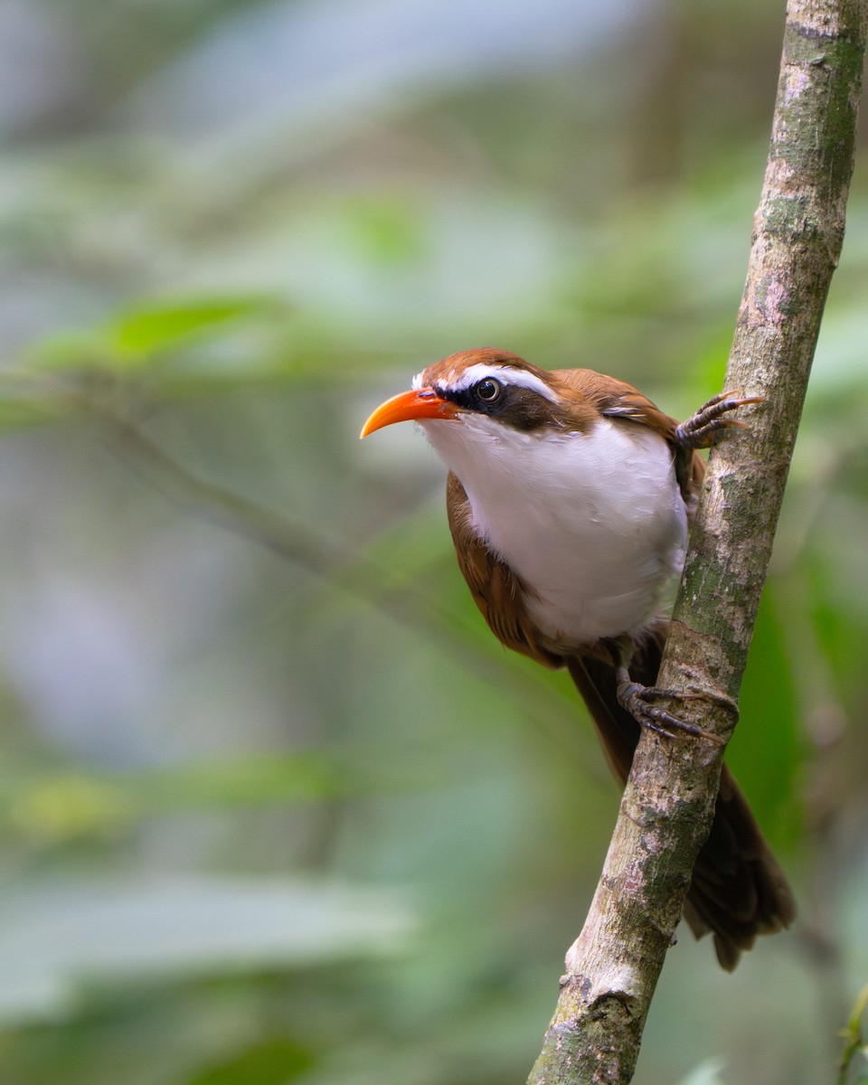 Red-billed Scimitar-Babbler - ML639700873
