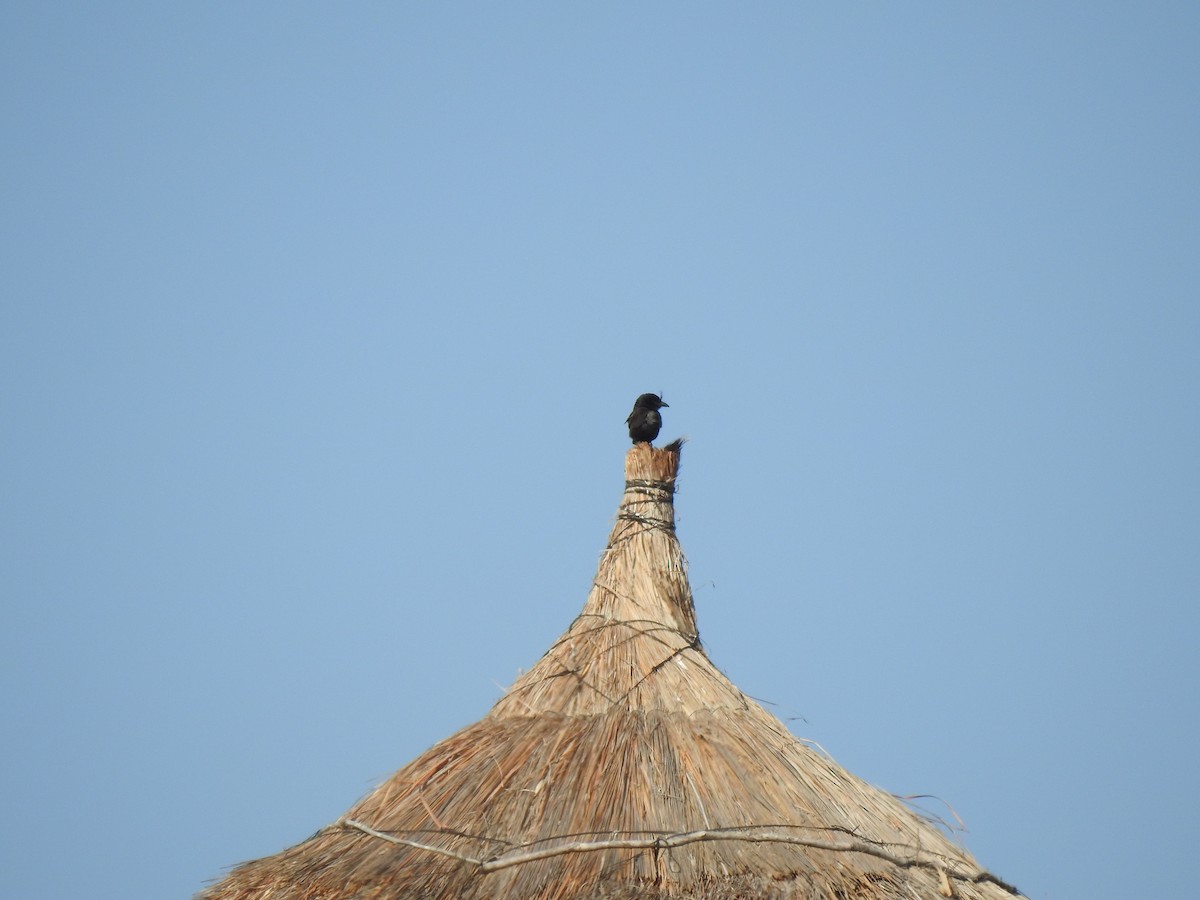 Crested Drongo - ML639700874