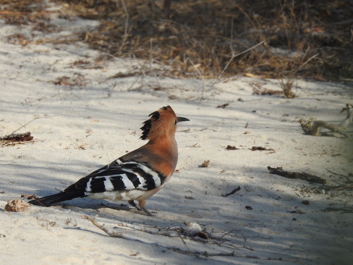 Madagascar Hoopoe - ML639700875