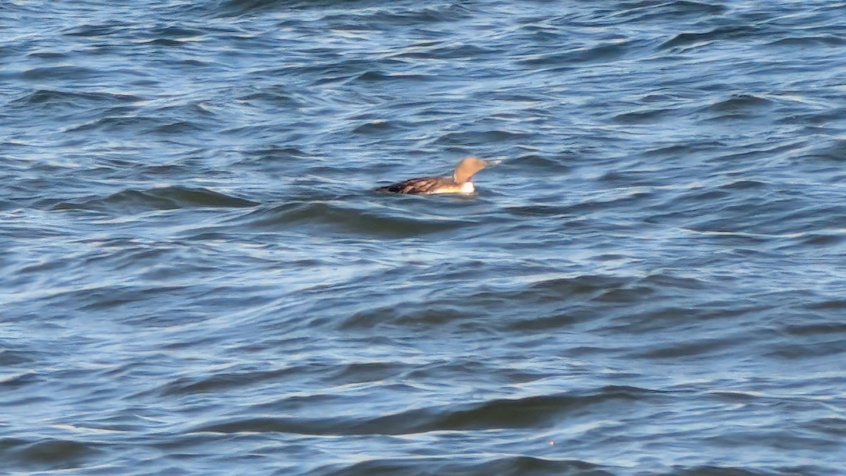 Гагара червоношия - ML639700985