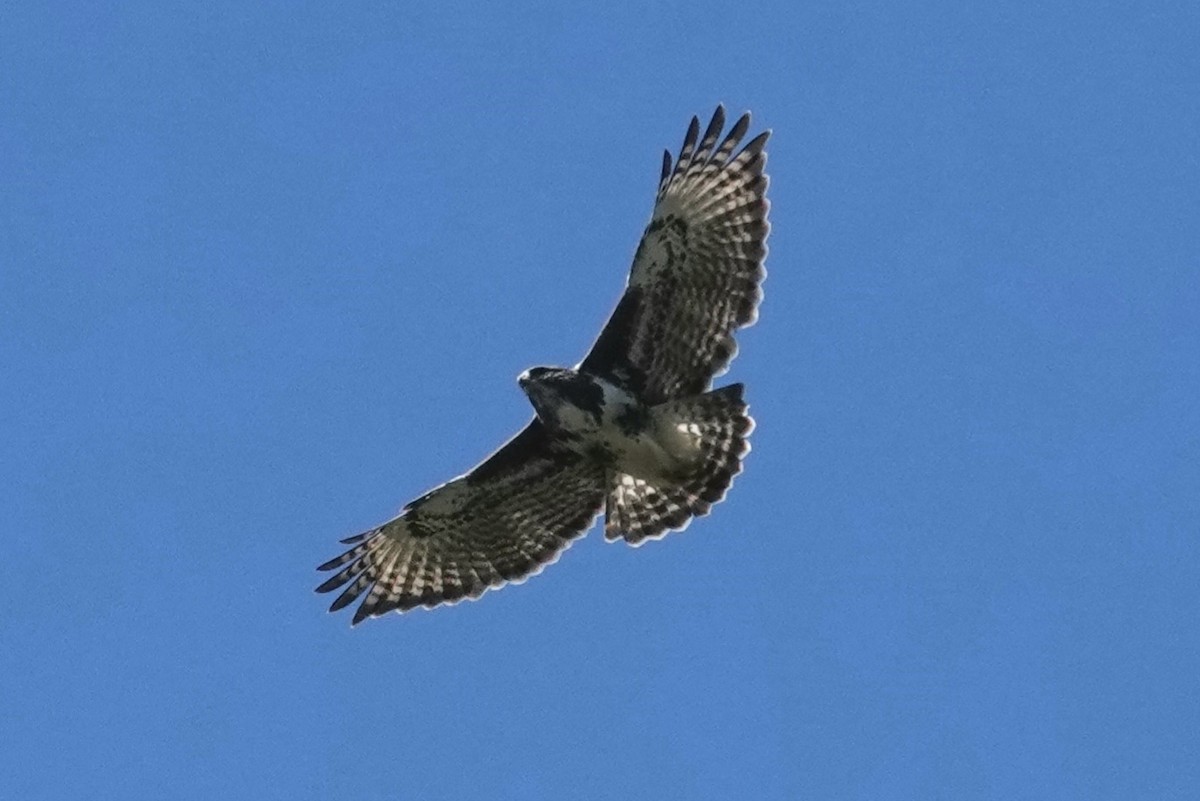 Madagascar Buzzard - ML639701019