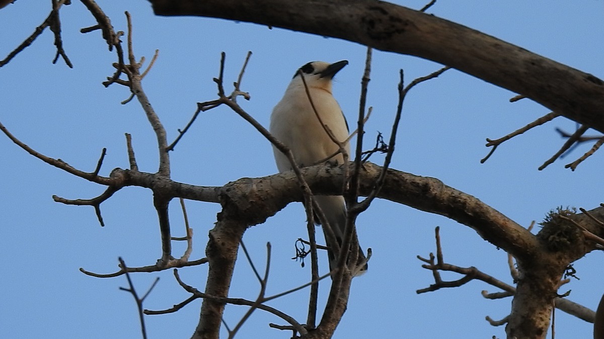 Hook-billed Vanga - ML639701088