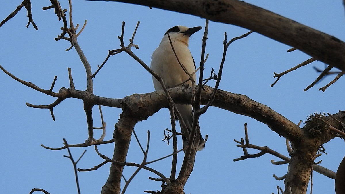 Hook-billed Vanga - ML639701089