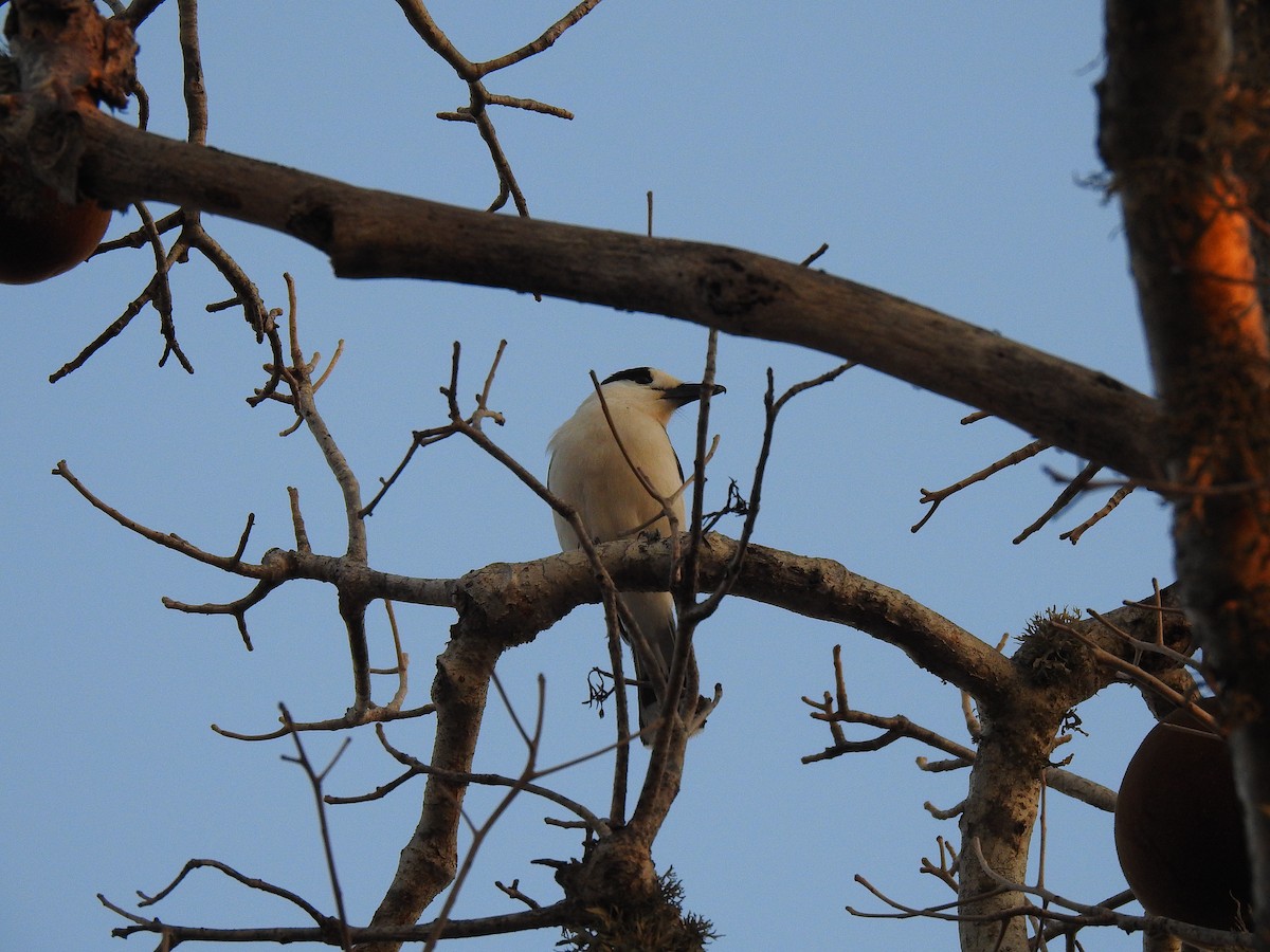 Hook-billed Vanga - ML639701095