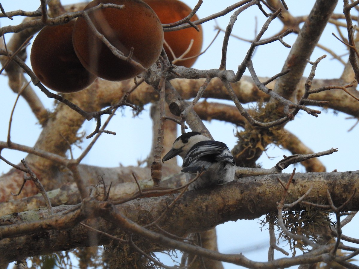 Hook-billed Vanga - ML639701096