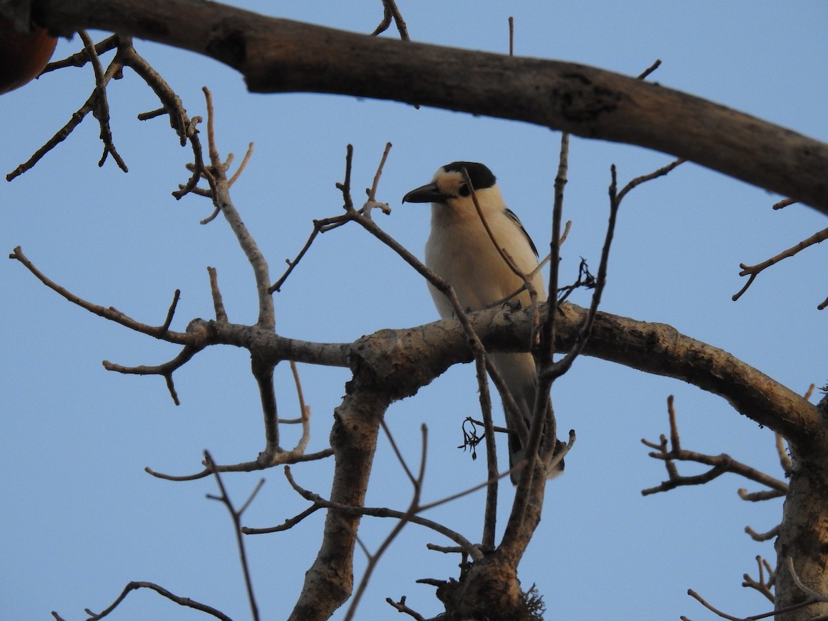 Hook-billed Vanga - ML639701097