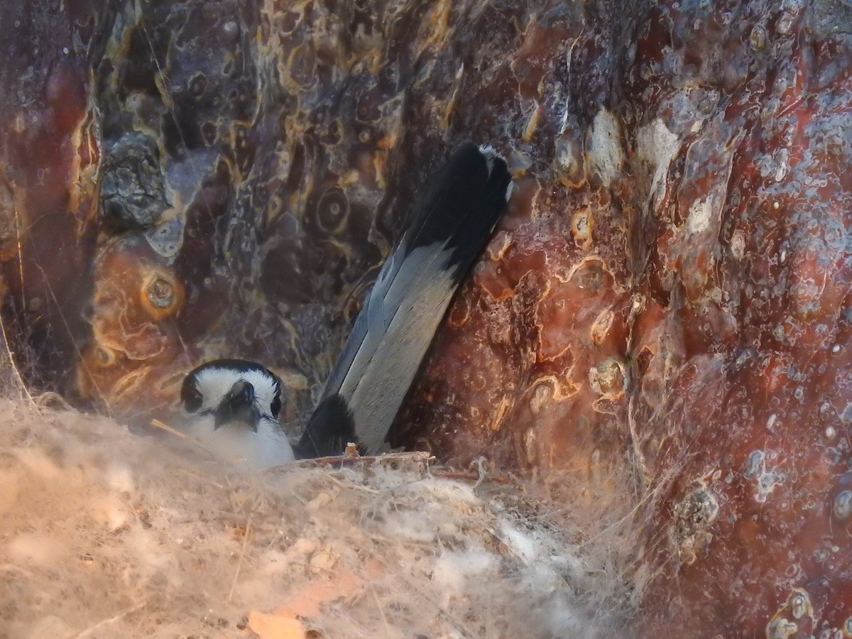 Hook-billed Vanga - ML639701098