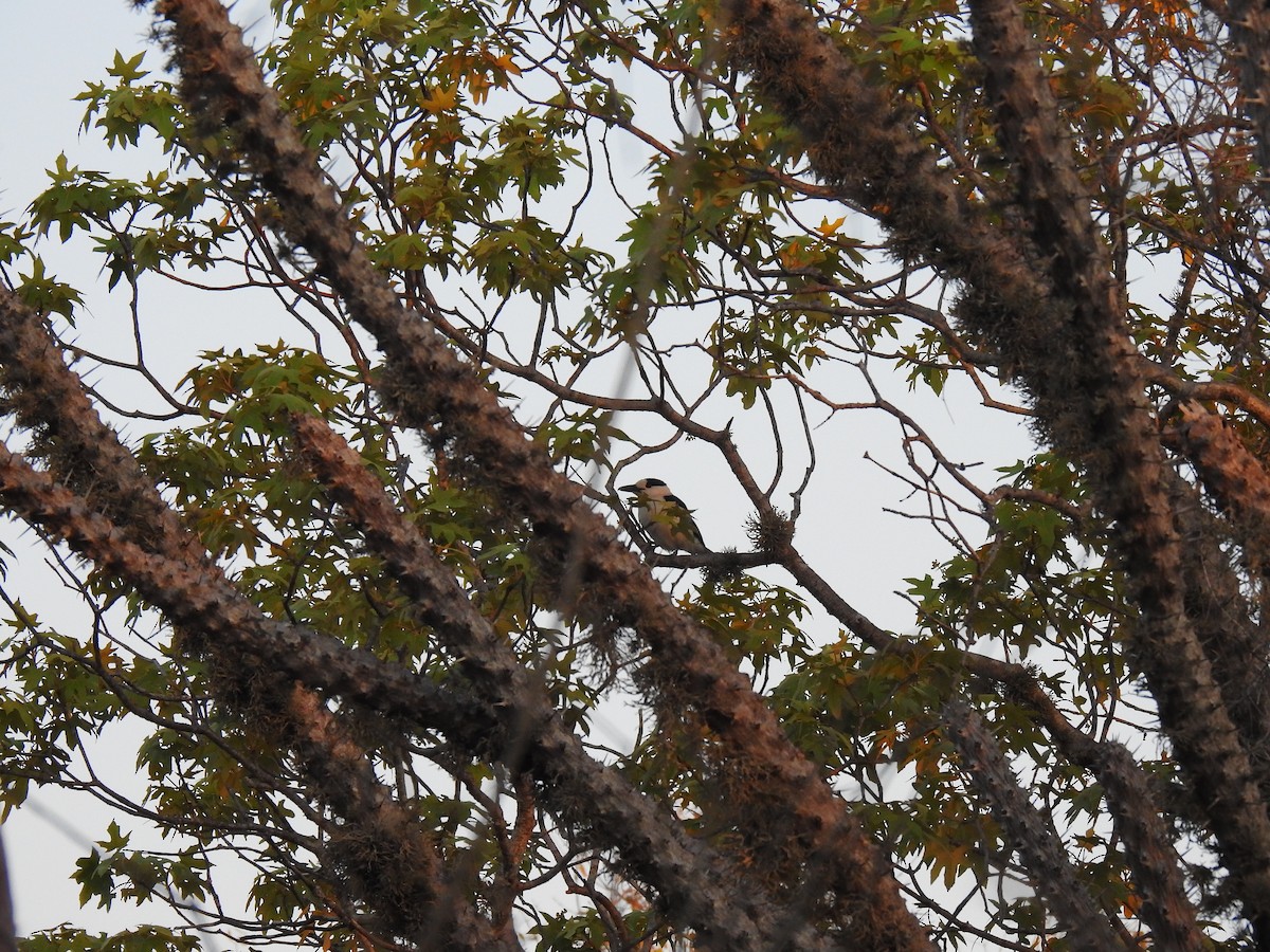 Hook-billed Vanga - ML639701099