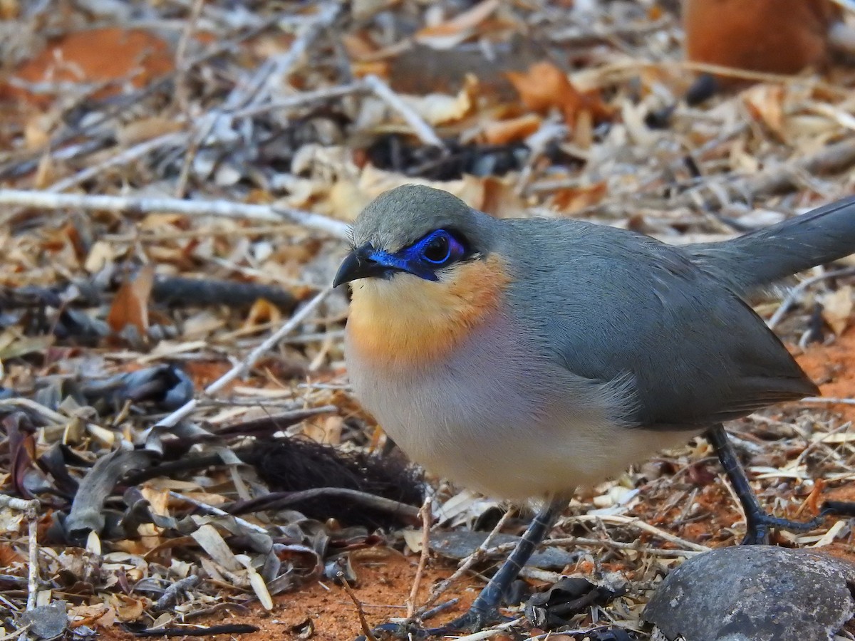 ハシリジカッコウ - ML639701120