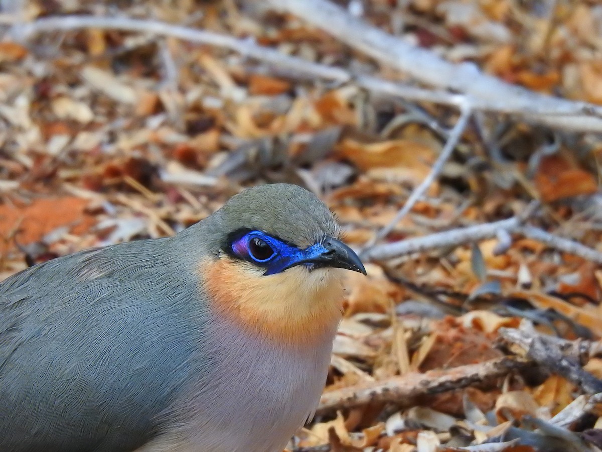 ハシリジカッコウ - ML639701122