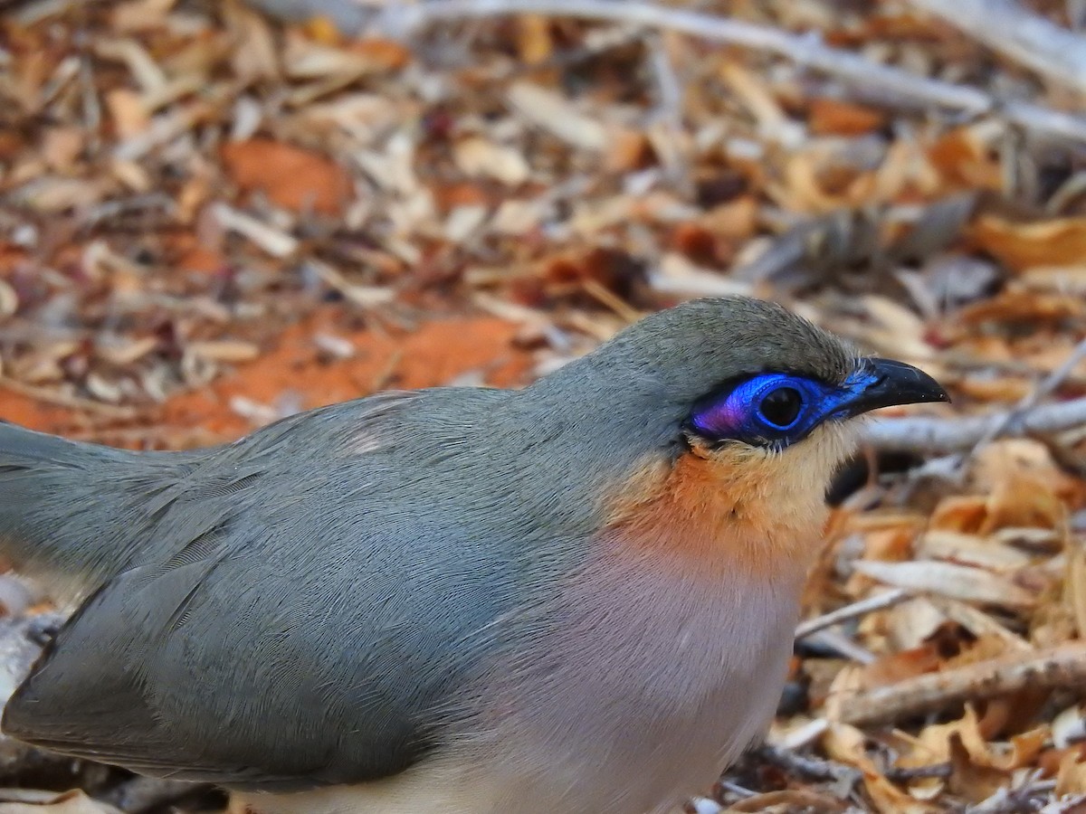 ハシリジカッコウ - ML639701123