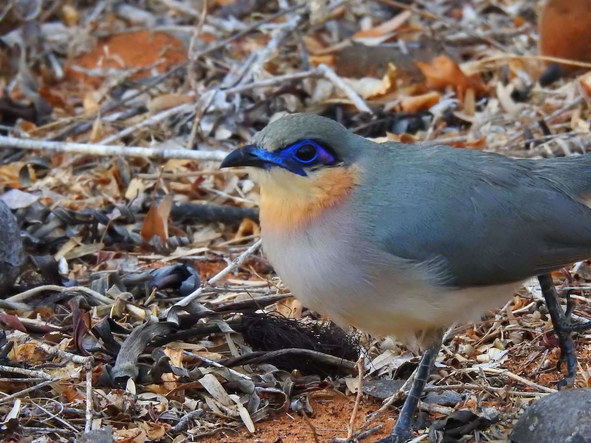 ハシリジカッコウ - ML639701131