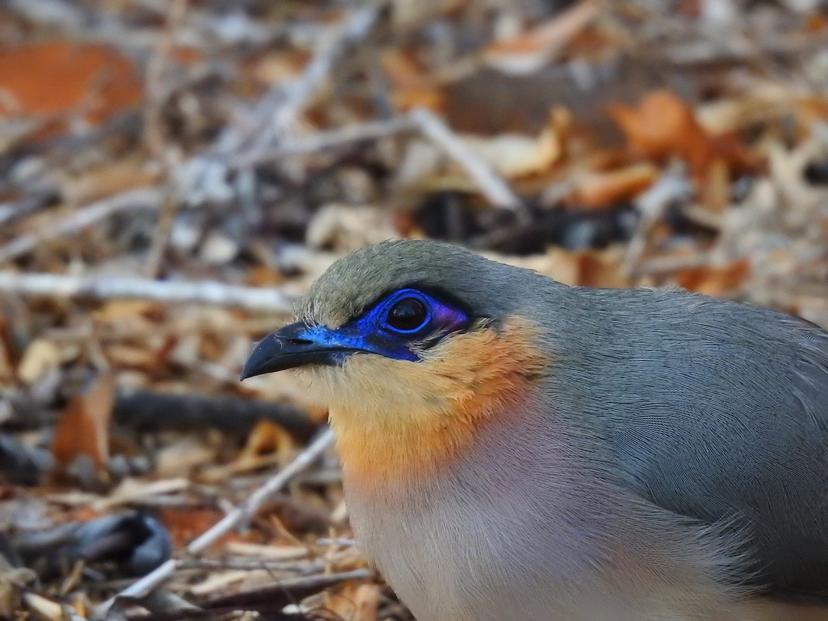ハシリジカッコウ - ML639701135