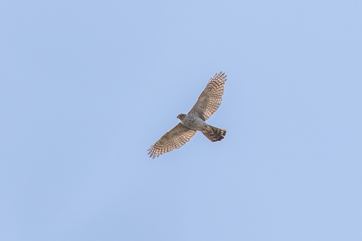 Çakır - ML639701153