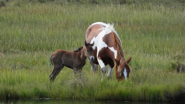Domestic Horse - ML639701249