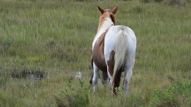 Domestic Horse - ML639701250