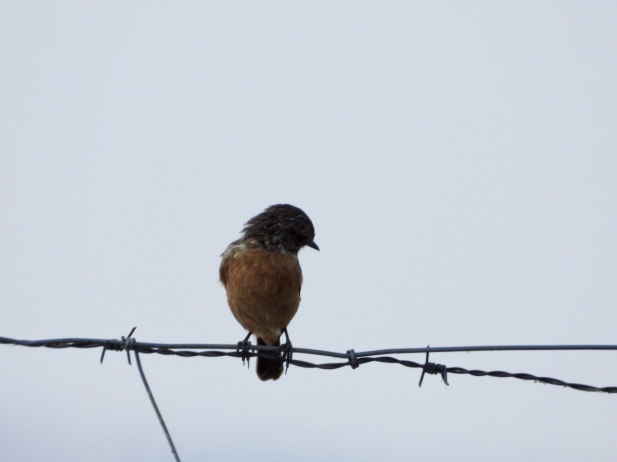 European Stonechat - ML639701264