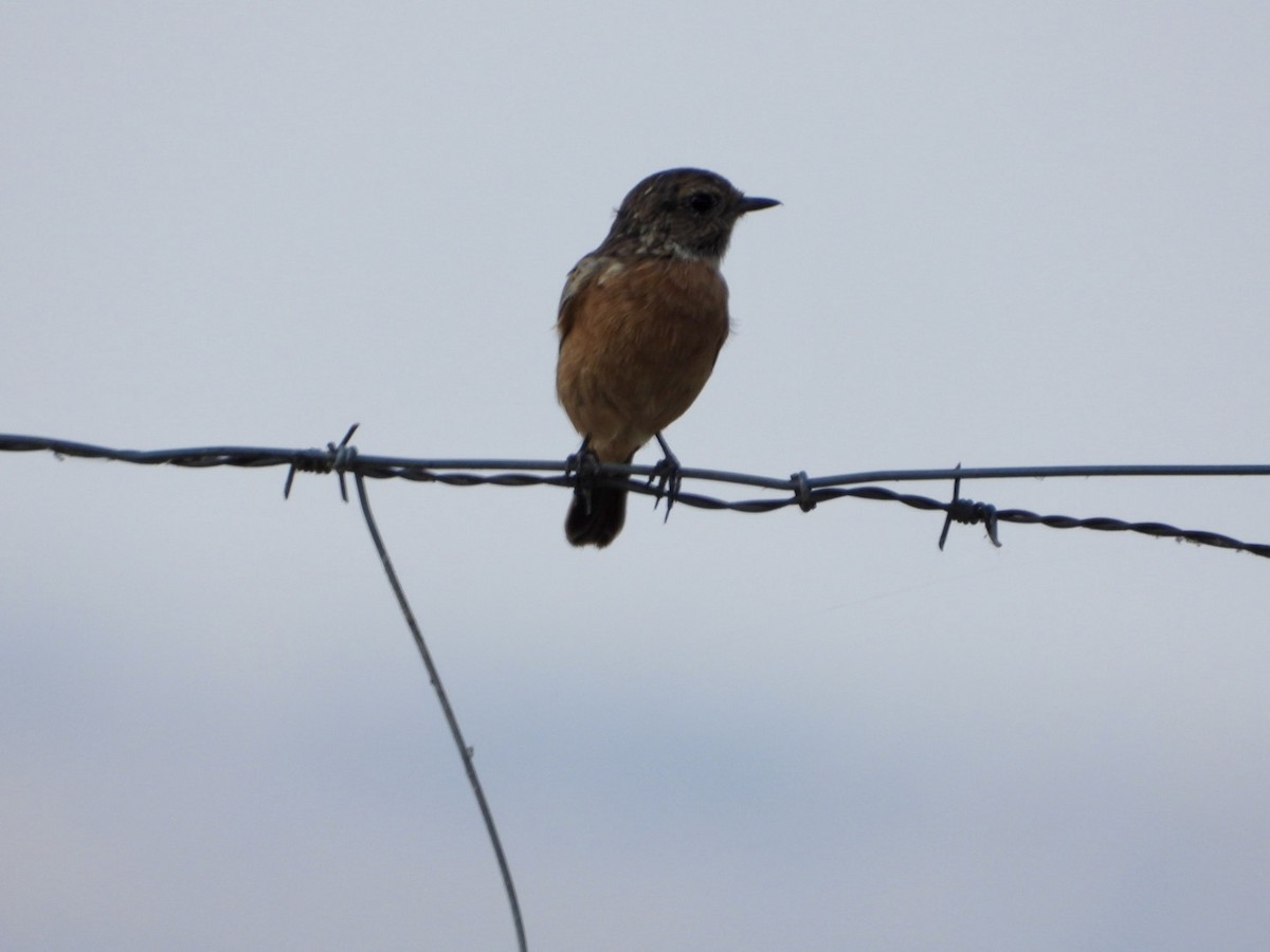 European Stonechat - ML639701265