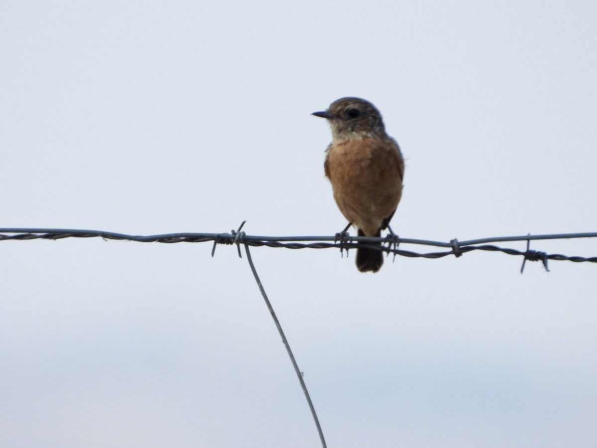 European Stonechat - ML639701266