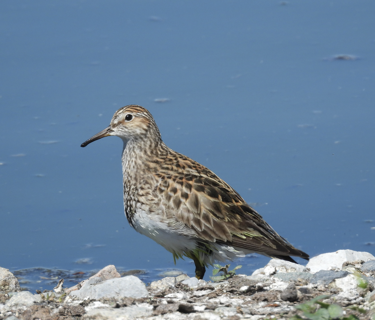 Pectoral Sandpiper - ML639701278