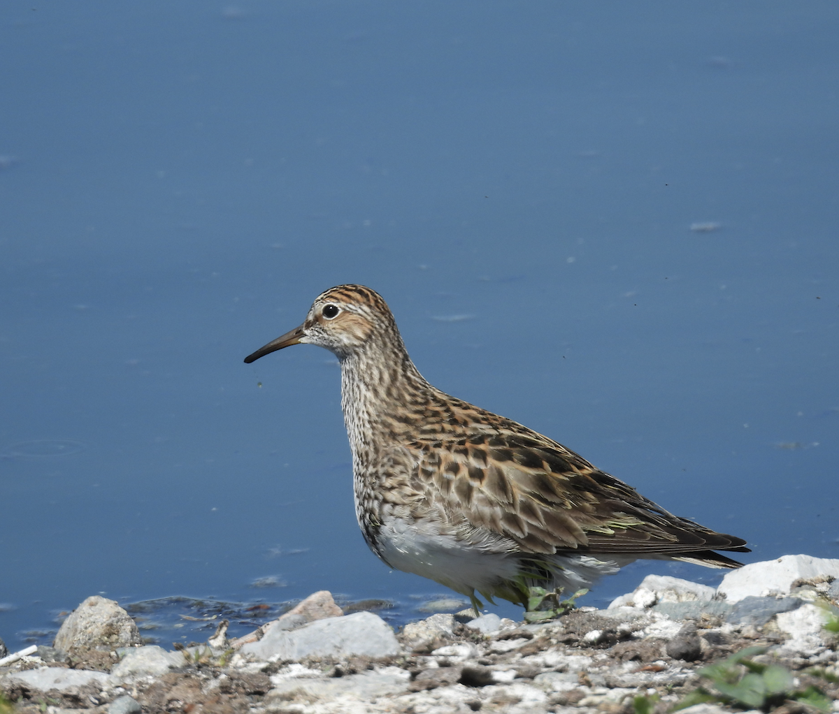 Pectoral Sandpiper - ML639701279