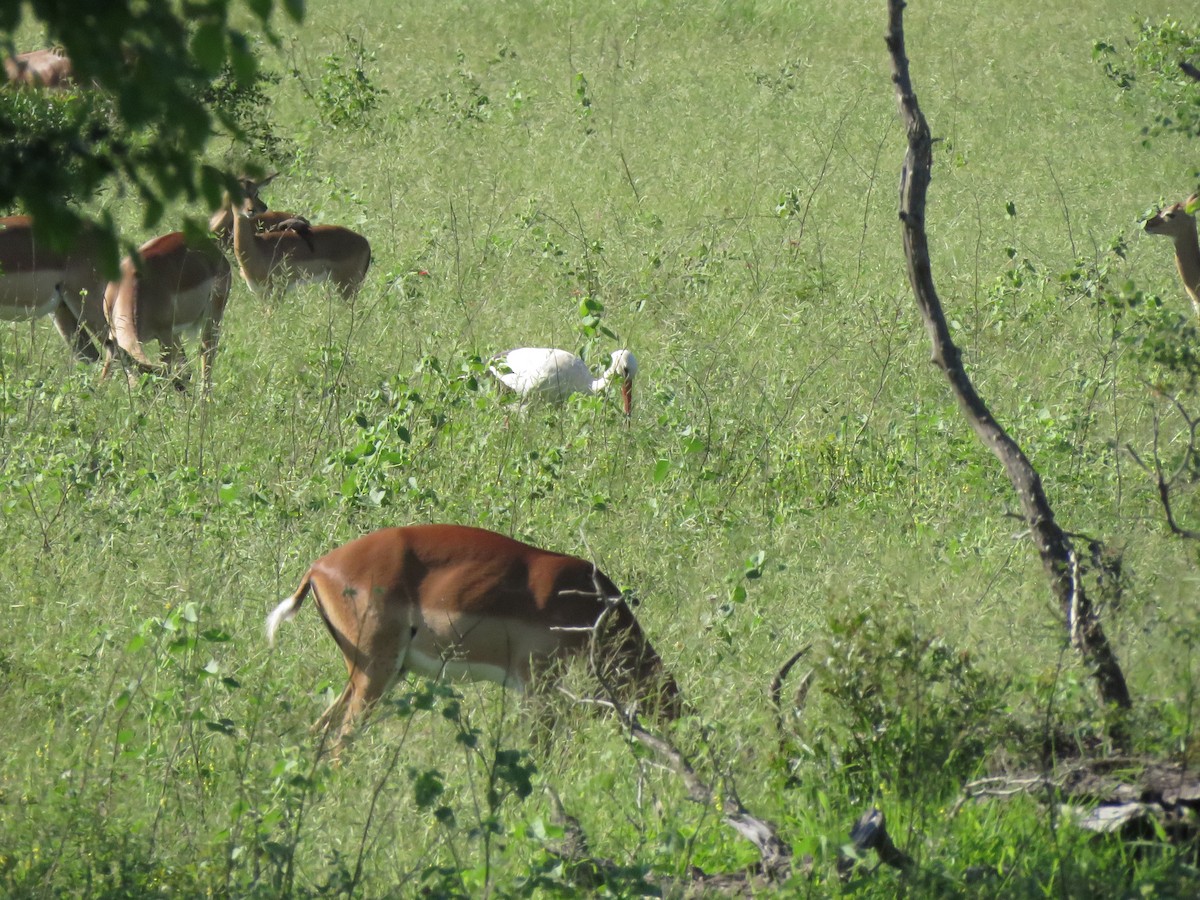 Cigogne blanche - ML639701295