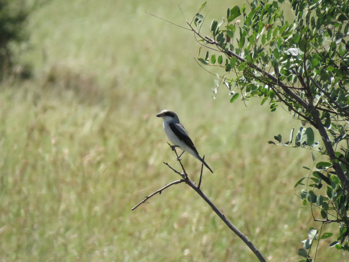 Lesser Gray Shrike - ML639701309