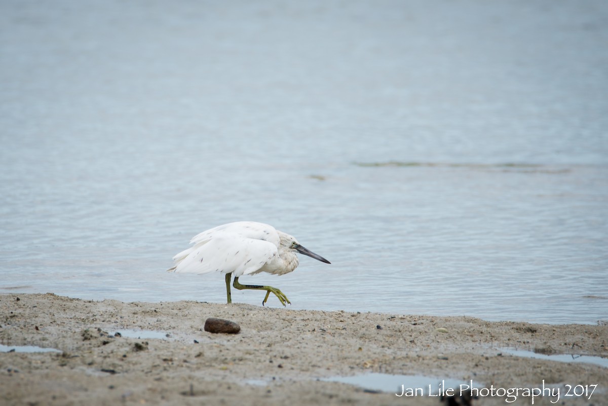 Pacific Reef-Heron - ML63970131