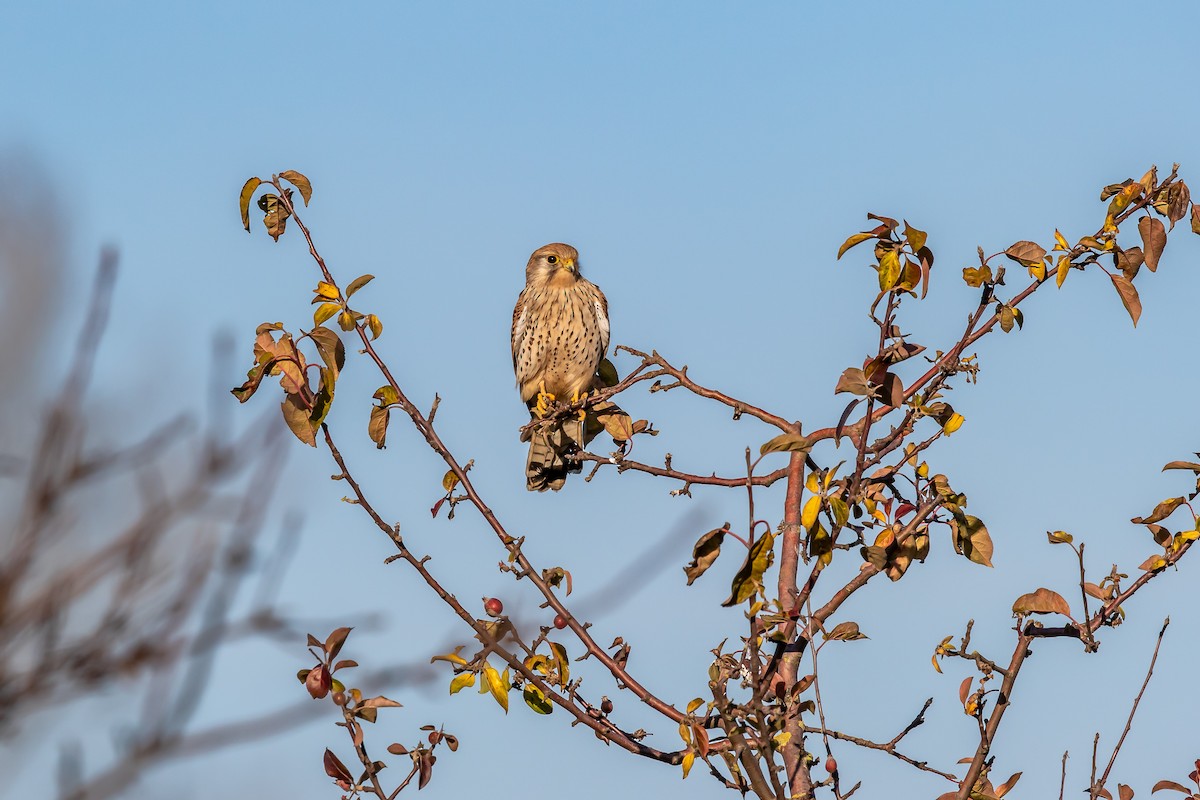 Eurasian Kestrel - ML639701419