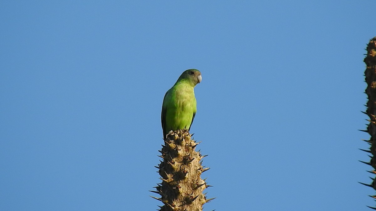 Gray-headed Lovebird - ML639701433