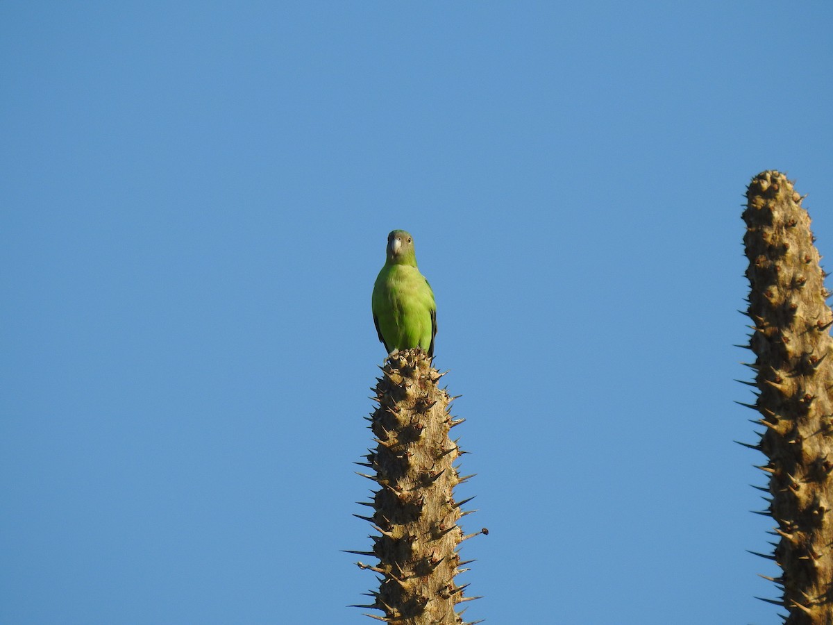 Gray-headed Lovebird - ML639701434