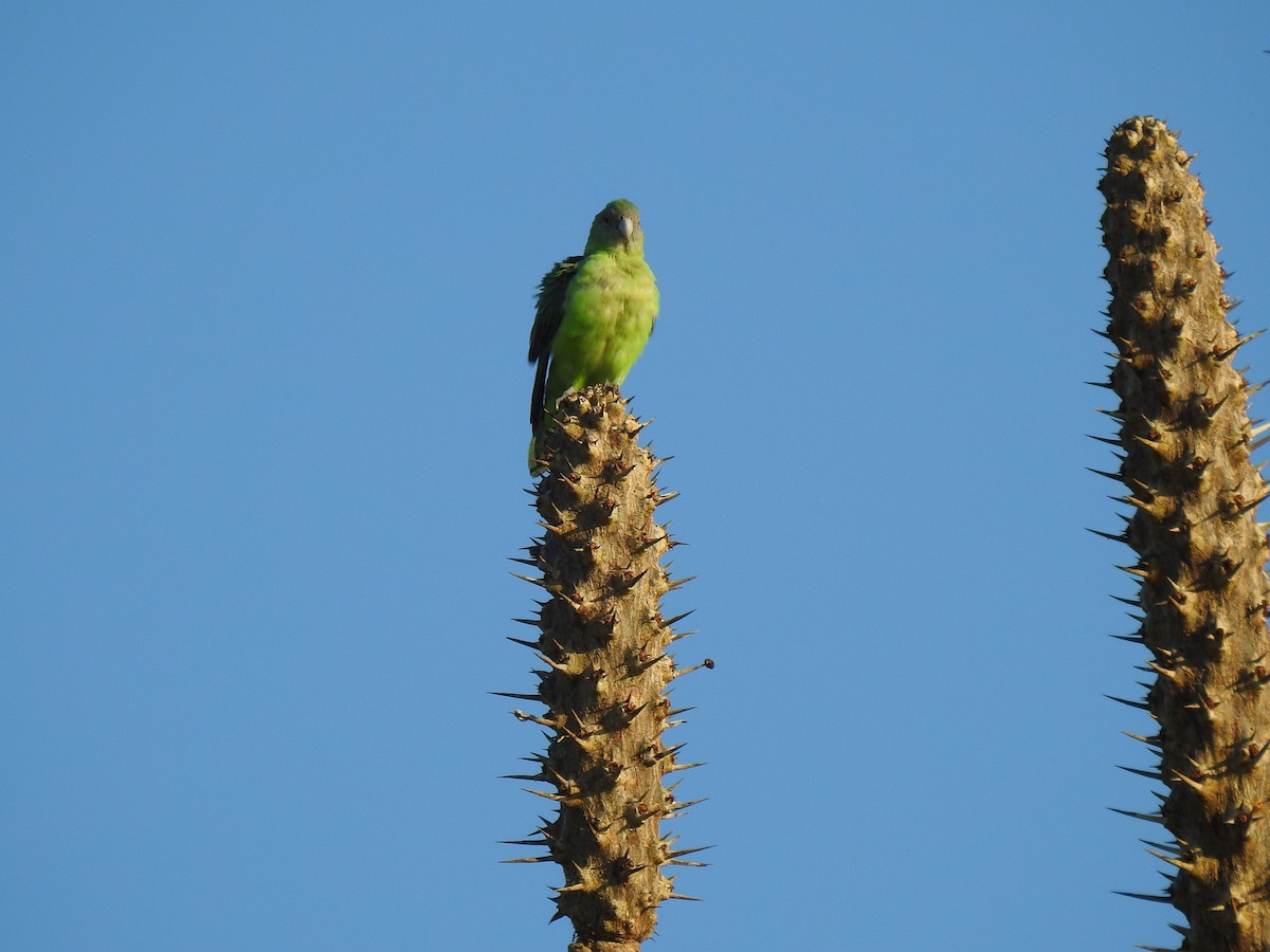 Gray-headed Lovebird - ML639701435