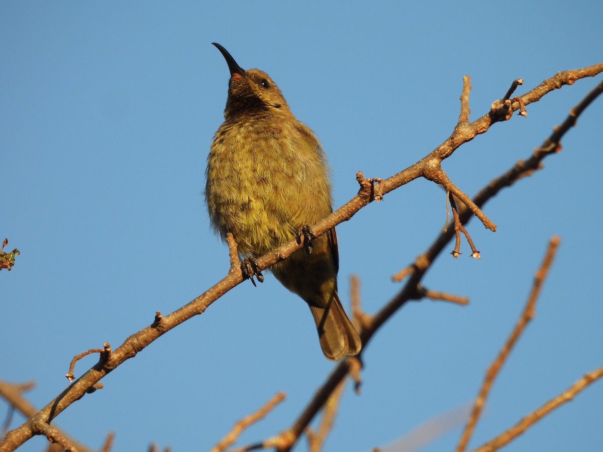 Greater Double-collared Sunbird - ML639701520