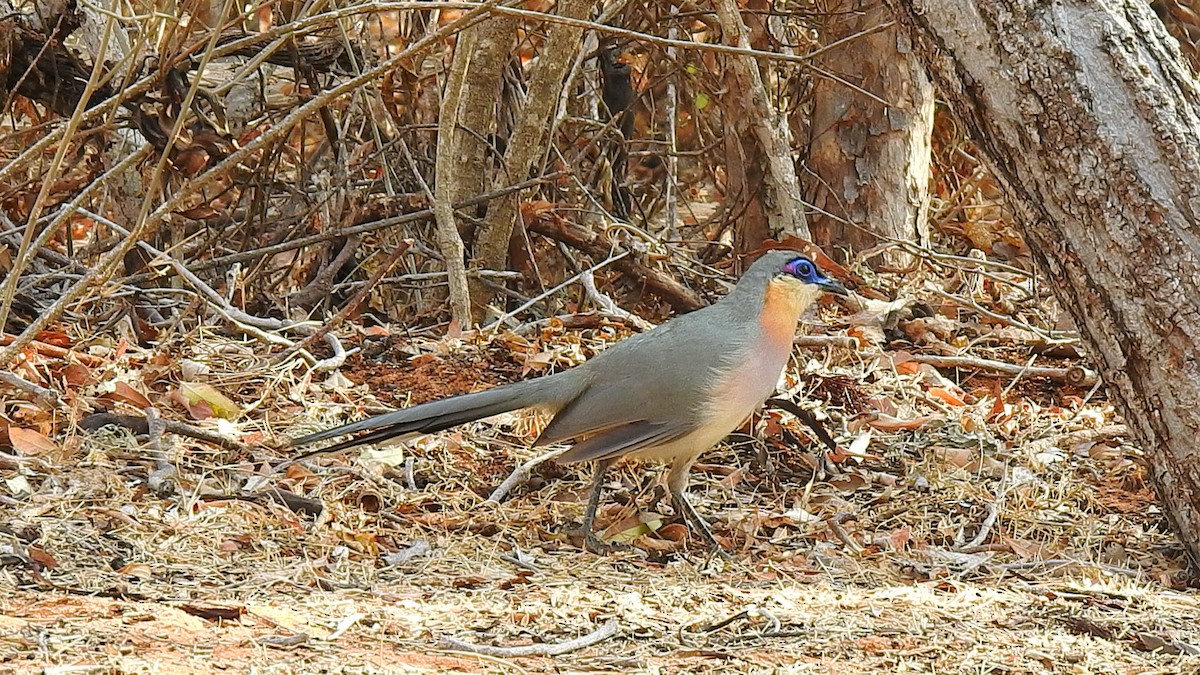 ハシリジカッコウ - ML639701521