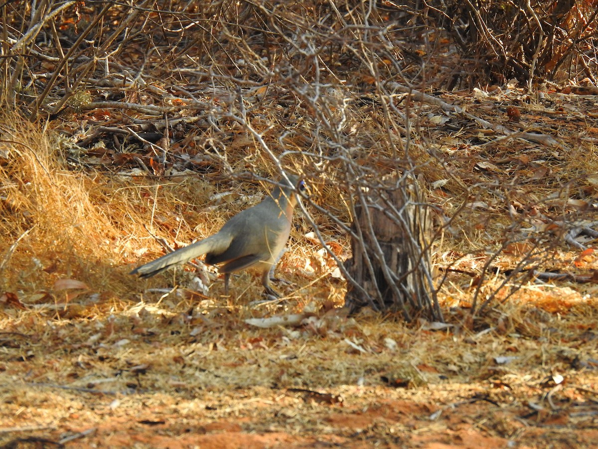 ハシリジカッコウ - ML639701522