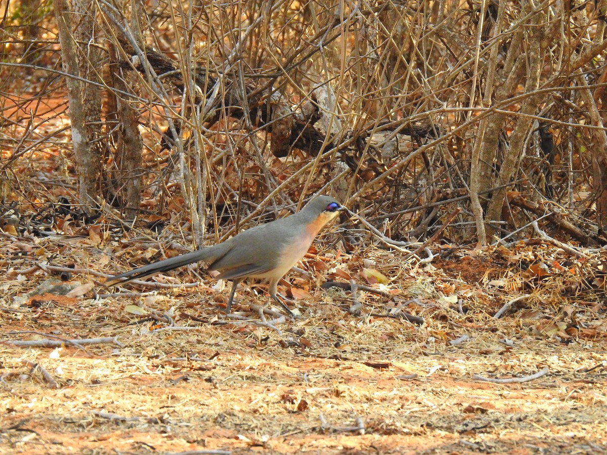 ハシリジカッコウ - ML639701523